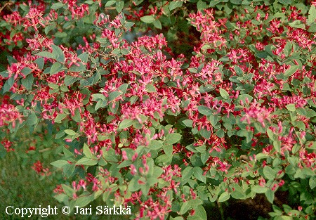 Lonicera x bella'Zabelii'